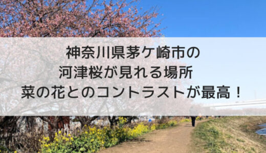 神奈川県茅ケ崎市の河津桜が見れる場所　菜の花とのコントラストが最高！